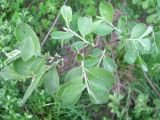 Salix cinerea