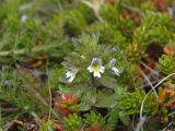 Euphrasia frigida. Верхушка цветущего растения. Мурманская обл., п-ов Средний, м. Волоковый, побережье. 28.07.2009.