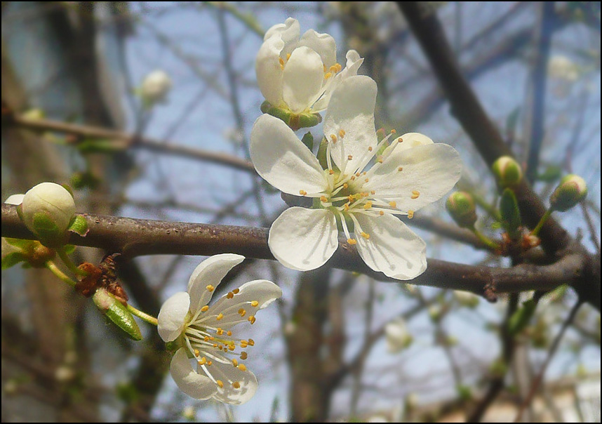 Изображение особи Prunus cerasifera.