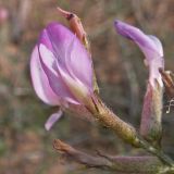 Astragalus brachylobus. Цветок. Калмыкия, Черноземельский р-н, окр. пос. Лагань, пески. 28.04.2012.