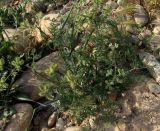 Caucalis platycarpos. Цветущее и плодоносящее растение. Испания, Наварра, биосферный заповедник Барденас Реалес. 26 мая 2012 г.