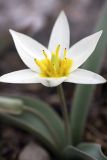 Tulipa bifloriformis