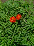 Tagetes patula