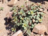 Euphorbia monocyathium. Цветущее растение. Киргизия, Баткенская обл., Алайский хр. 4 июля 2011 г.
