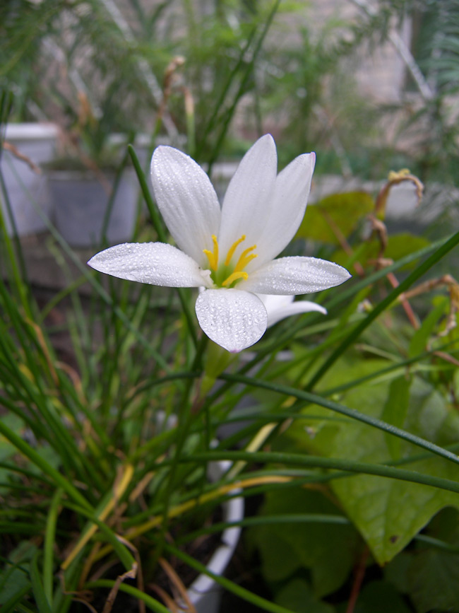 Изображение особи Zephyranthes candida.