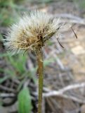 Leontodon tuberosus. Соплодие. Израиль, Северный Негев, лес Лаав. 19.02.2013.