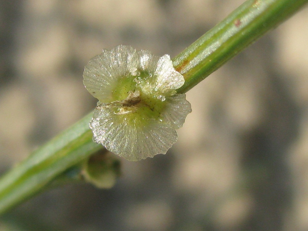 Изображение особи Salsola tragus.