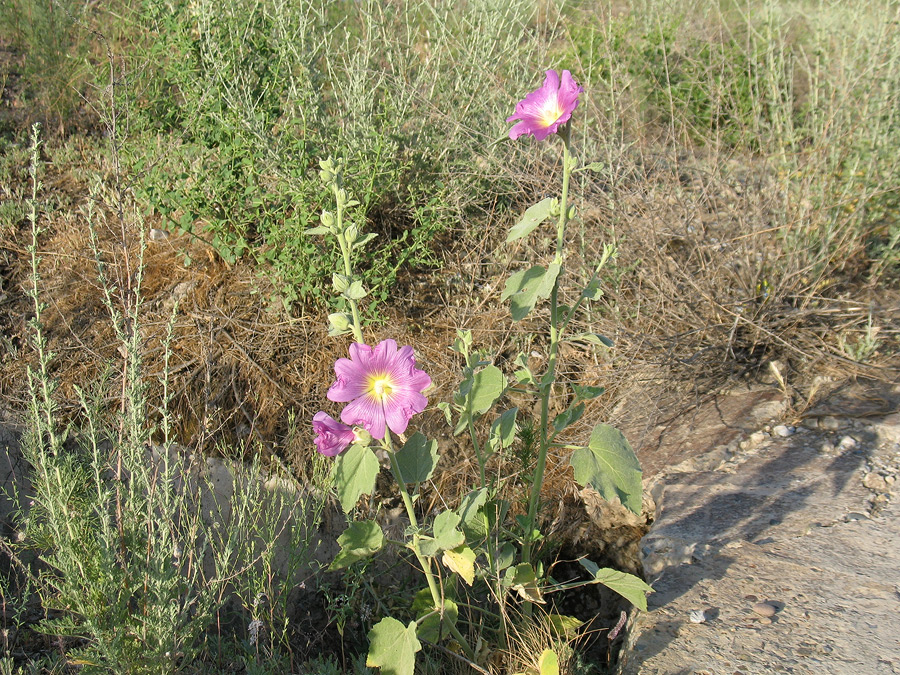 Изображение особи Alcea litwinowii.