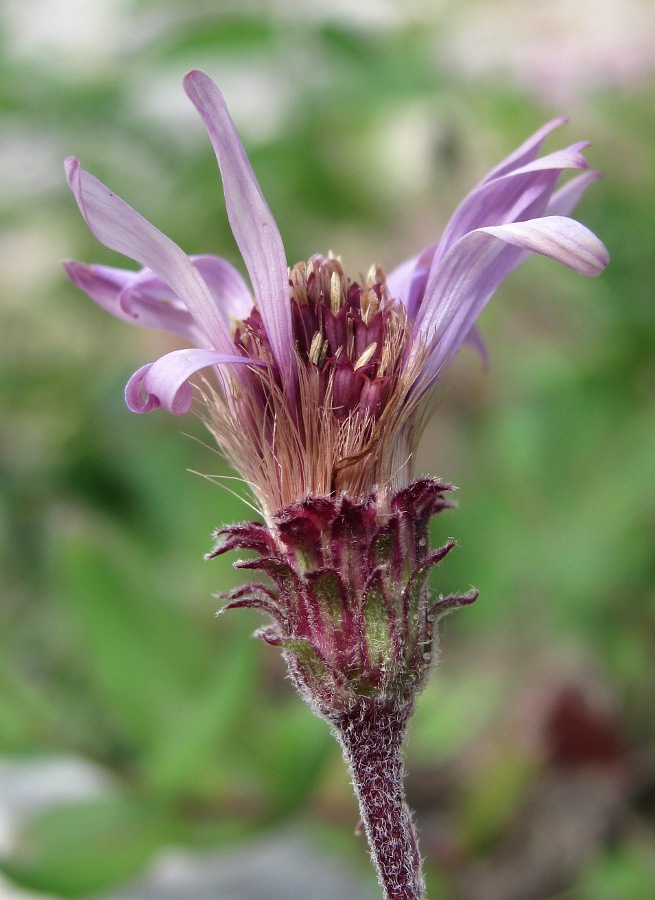 Изображение особи Aster sibiricus.