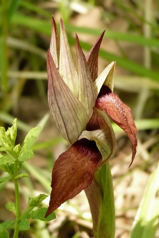 Изображение особи Serapias orientalis ssp. feldwegiana.