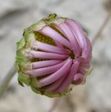 Chrysanthemum zawadskii. Нераспустившееся соцветие. Архангельская обл., Холмогорский р-н, окр. пос. Усть-Пинега, обрыв р. Пинега, на обнажении горной породы. 15.07.2013.