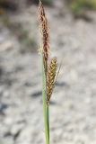 Carex cuspidata