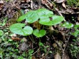 Asarum intermedium. Цветущее растение. Краснодарский край, Апшеронский р-н, окр. пос. Мезмай, Курджипское ущелье. 29.04.2014.