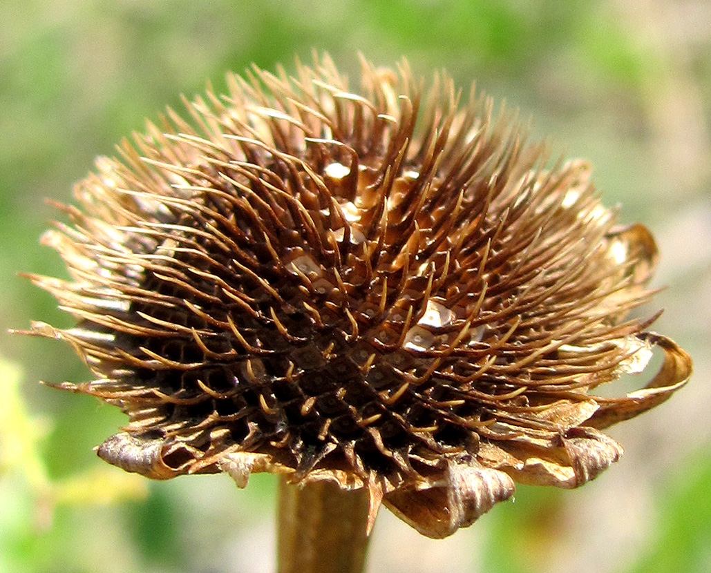 Изображение особи Anthemis dumetorum.