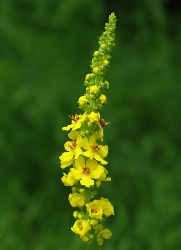 Изображение особи Verbascum nigrum.