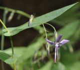 Prenanthes purpurea