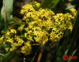 Galium borysthenicum