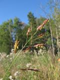 Sorghum × drummondii