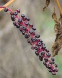 Phytolacca americana. Соплодие. Краснодарский край, Ленинградский р-н, станица Крыловка, пустырь. 20.10.2008.