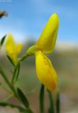 Genista tanaitica