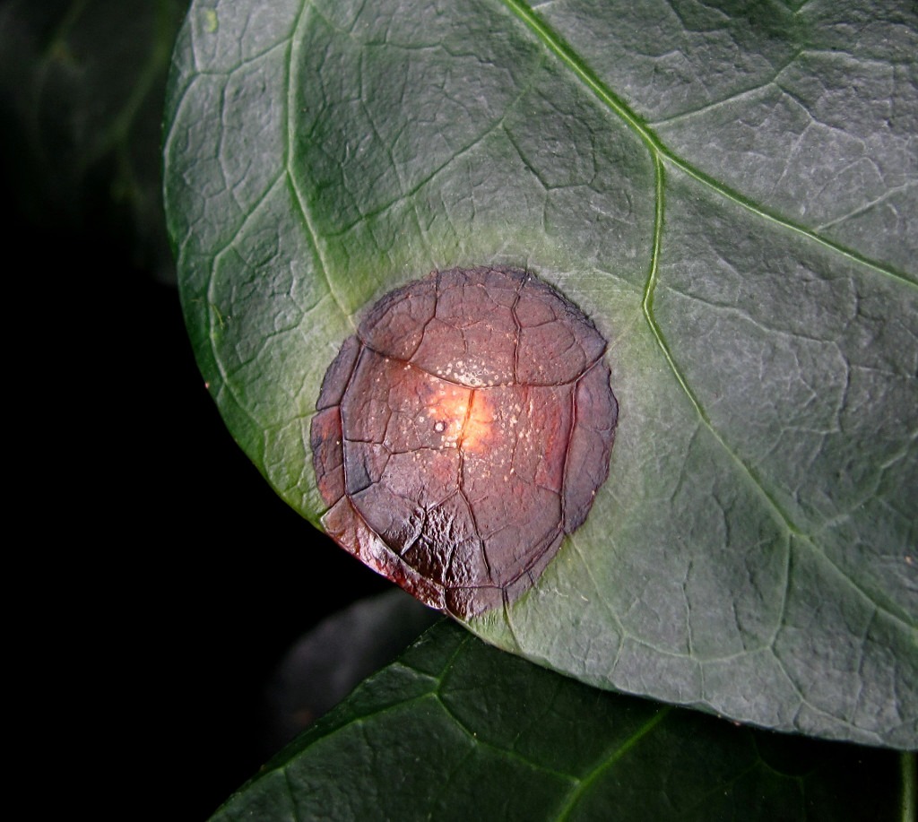 Изображение особи Hedera colchica.