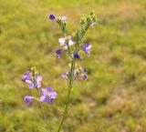 Polemonium caeruleum