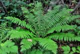 Dryopteris crassirhizoma