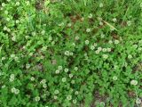 Trifolium repens