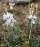 Oxytropis coerulea. Верхушки побегов с соцветиями (белоцветковая форма). Иркутская обл., Ольхонский р-н, севернее базы Чара, вдоль тропы к пос. Сарма. 05.07.2014.