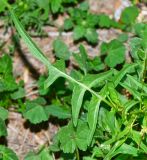 Sisymbrium irio