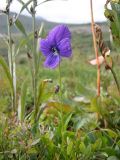 Viola altaica. Цветущее растение. Республика Хакасия, Ширинский р-н, примерно в 23 км на запад от с. Беренжак. 4 августа 2016 г.