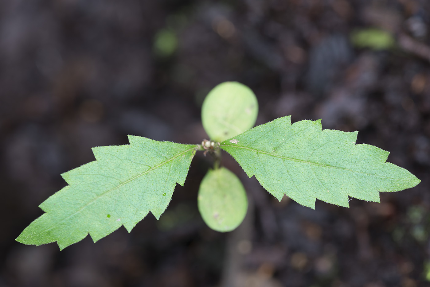 Изображение особи Ulmus laevis.