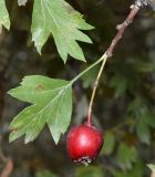 Crataegus turkestanica