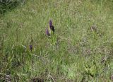 Dactylorhiza incarnata