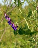 Vicia pseudorobus. Часть побега с соцветием. Амурская обл., Бурейский р-н, правый берег р. Бурея, окр. с. Малиновка, луг. 17.07.2016.