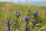 Gentiana axillariflora