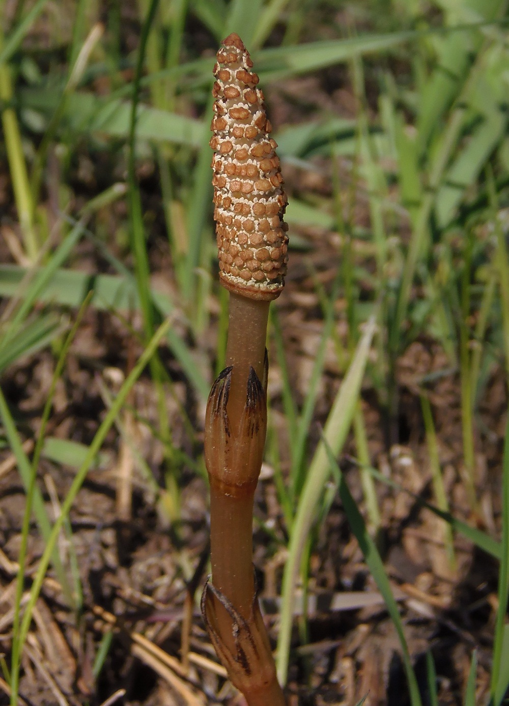 Изображение особи Equisetum arvense.