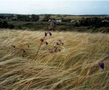 Stipa pulcherrima. Массовое плодоношение на степном склоне (среди ковылей видны отцветающие побеги шалфея поникающего). Украина, Донецкая обл., Новоазовский р-н, заповедник \"Хомутовская степь\". Средина июня 2004 г.