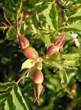 Rosa glabrifolia