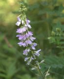 Galega officinalis