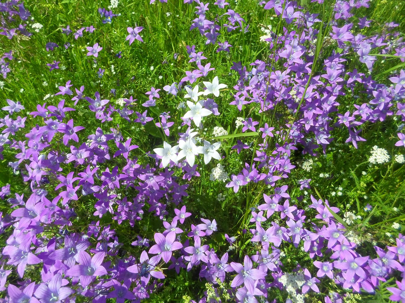 Изображение особи Campanula patula.