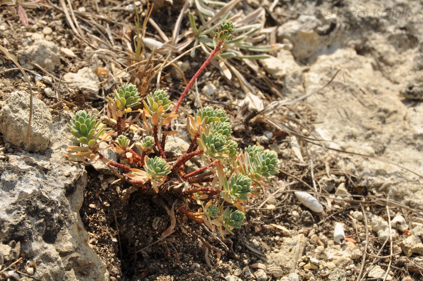 Изображение особи Euphorbia petrophila.