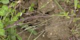 Agrostis scabra