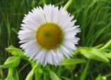 Erigeron annuus. Соцветие. Московская обл., Одинцовский р-н, окр. с. Никольское, борт старого песчаного карьера, луг с редким кустарником. 01.07.2017.