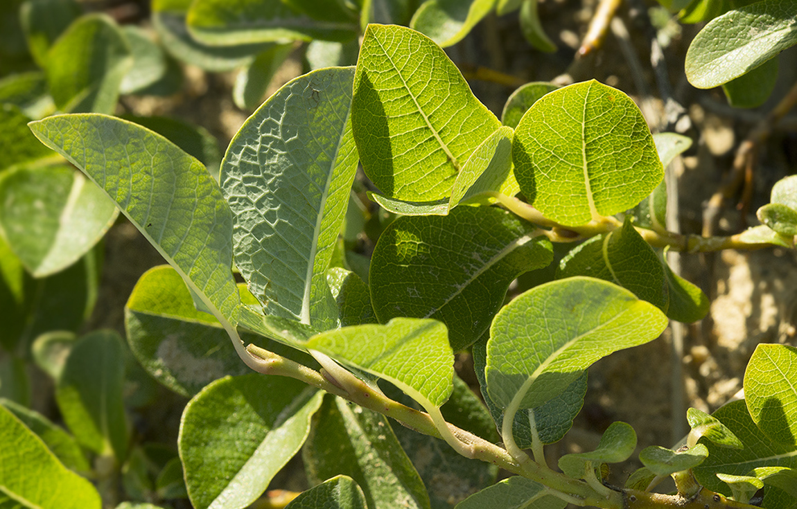 Изображение особи Salix fuscescens.