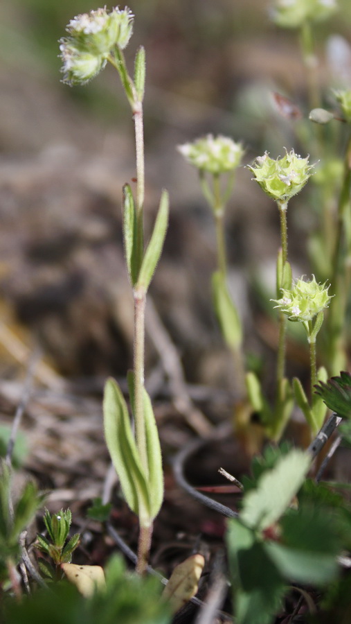 Изображение особи Valerianella coronata.