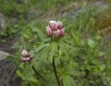 Anemonastrum fasciculatum. Верхушка зацветающего растения. Кабардино-Балкария, Эльбрусский р-н, западный склон горы Донгуз-Орун-Гитче-Кара-Баши, верхняя граница леса. 09.07.2008.