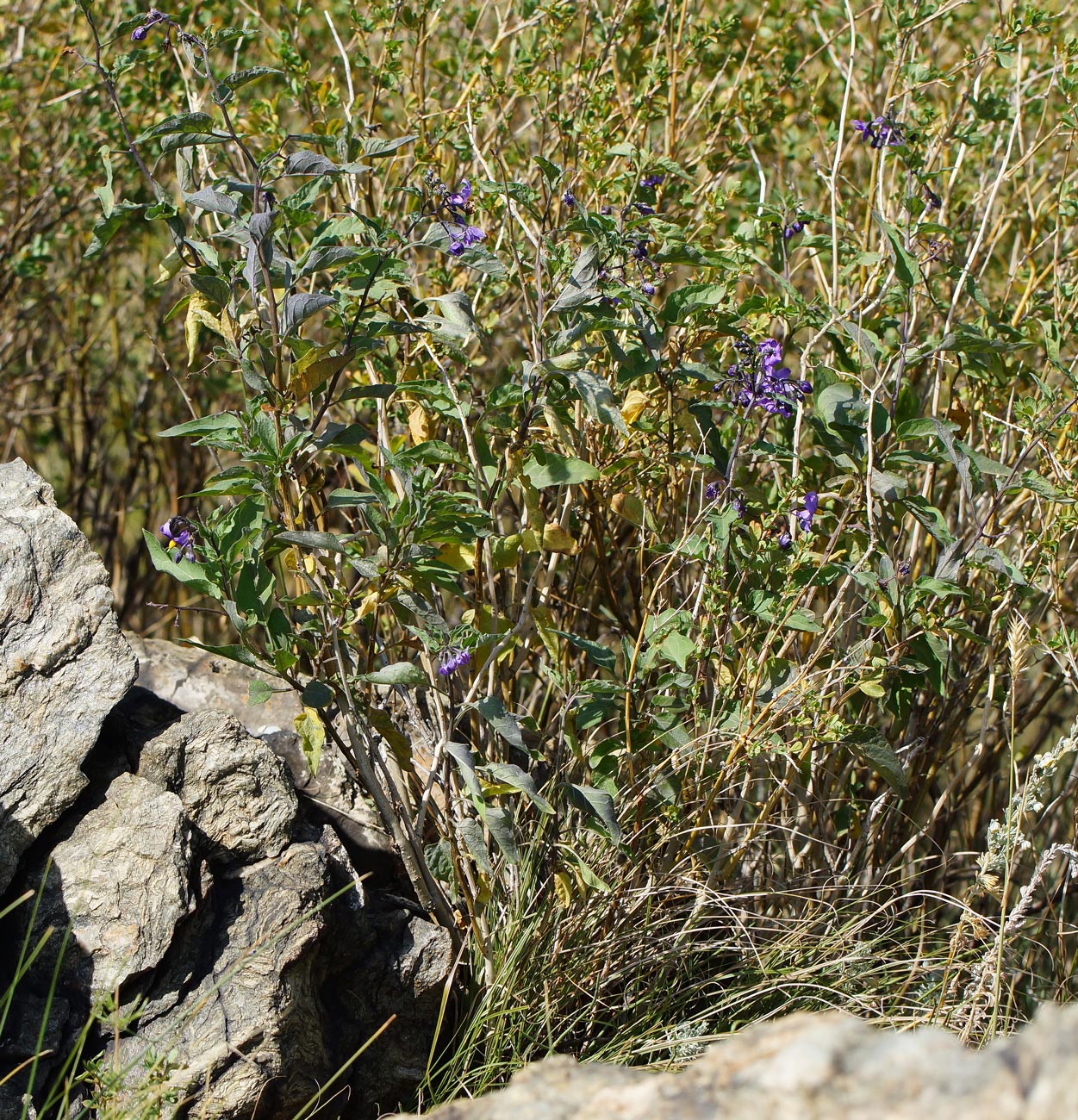 Изображение особи Solanum dulcamara.