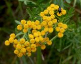 Tanacetum vulgare