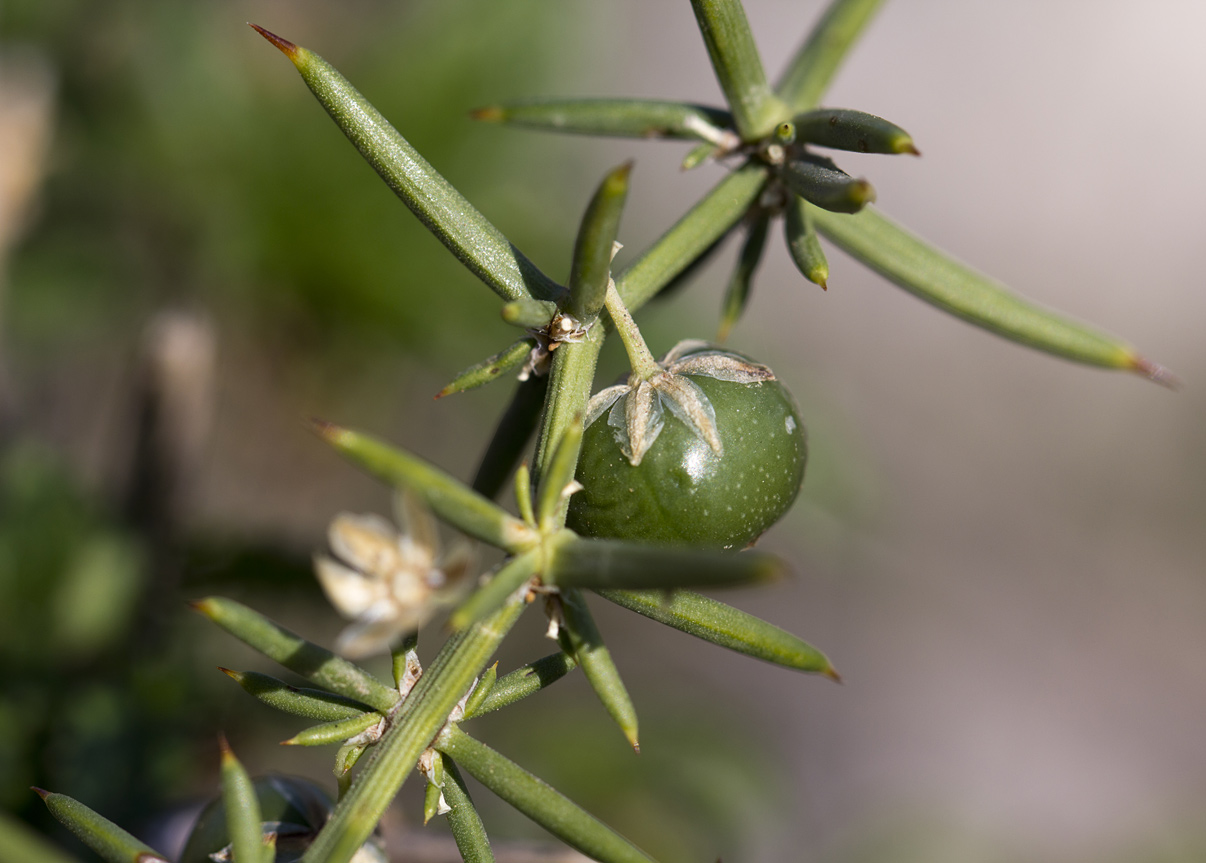 Изображение особи Asparagus aphyllus.